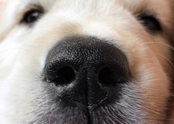 Instagram | @boopmynose