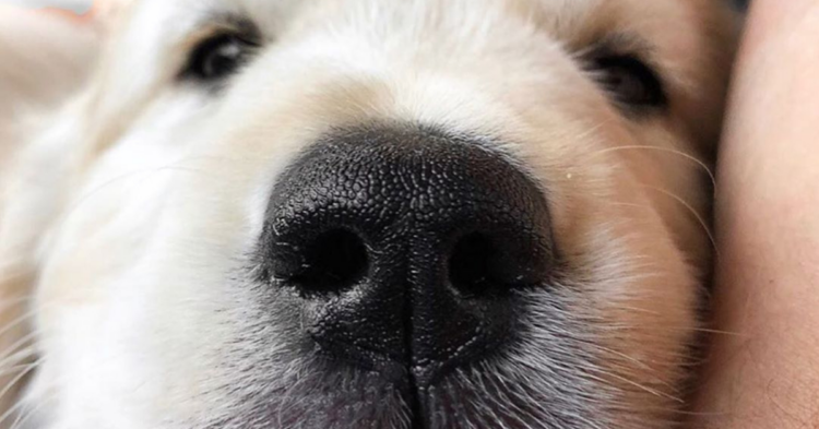 Instagram | @boopmynose