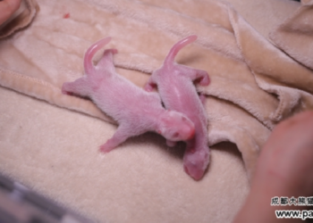 Chengdu Research Base of Giant Panda Breeding