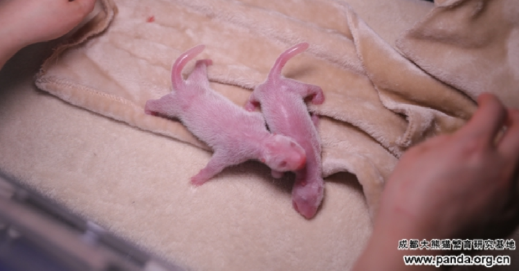 Chengdu Research Base of Giant Panda Breeding