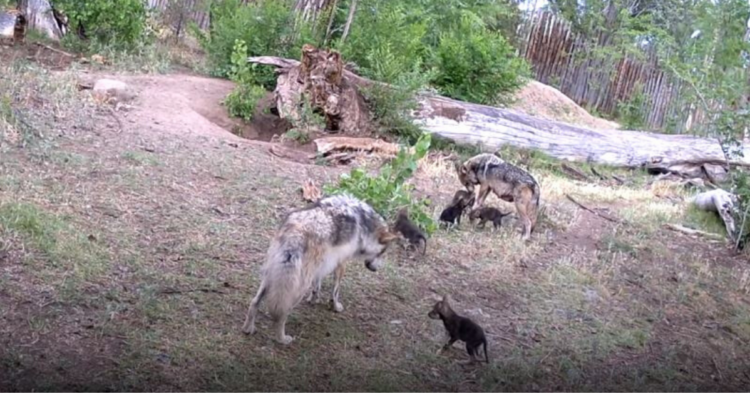 YouTube | Albuquerque BioPark