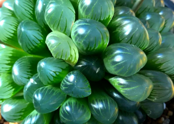 Instagram | @alsterworthia