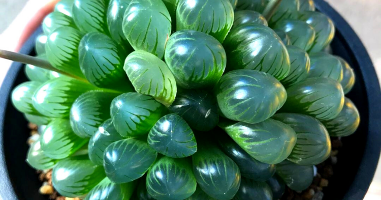 Instagram | @alsterworthia