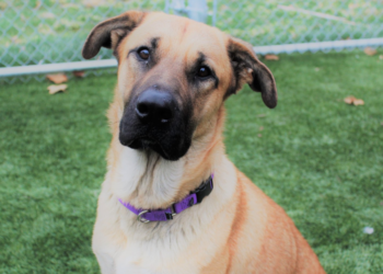 Facebook | Pet and Wildlife Rescue