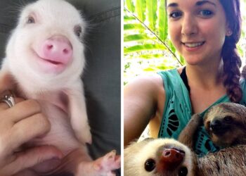 Instagram | @petiteporkers - Reddit