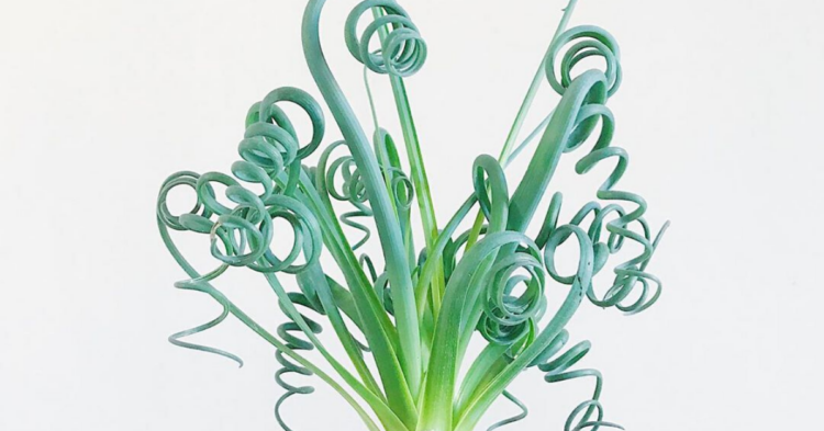 Instagram | @plantyofpots