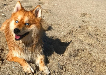 Instagram | @myathepomsky