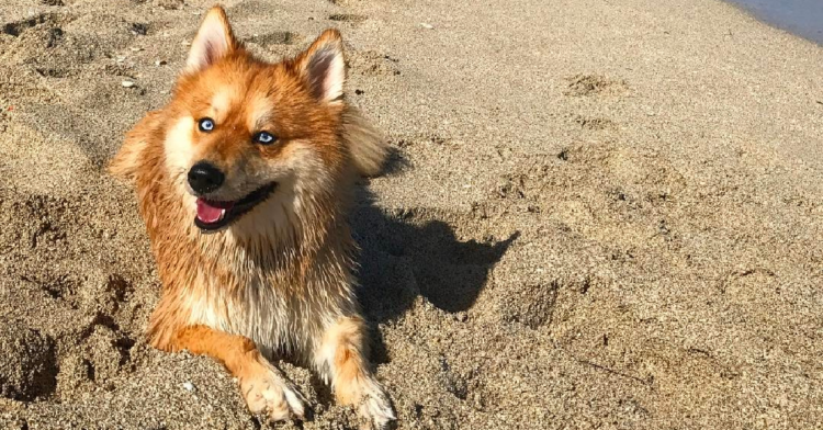 Instagram | @myathepomsky