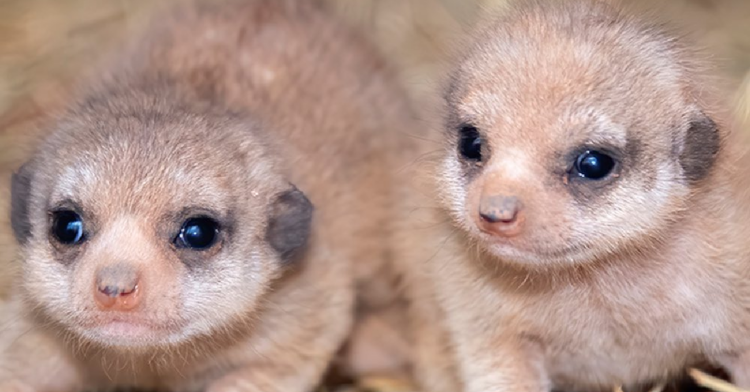Instagram | @zoomiami