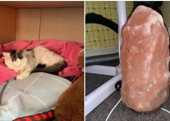 Facebook | Rose Avenue Vet Hospital
