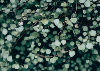 Unsplash