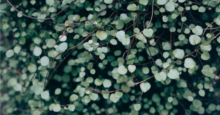 Unsplash