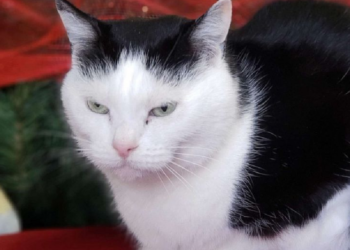 Facebook | Mitchell County Animal Rescue