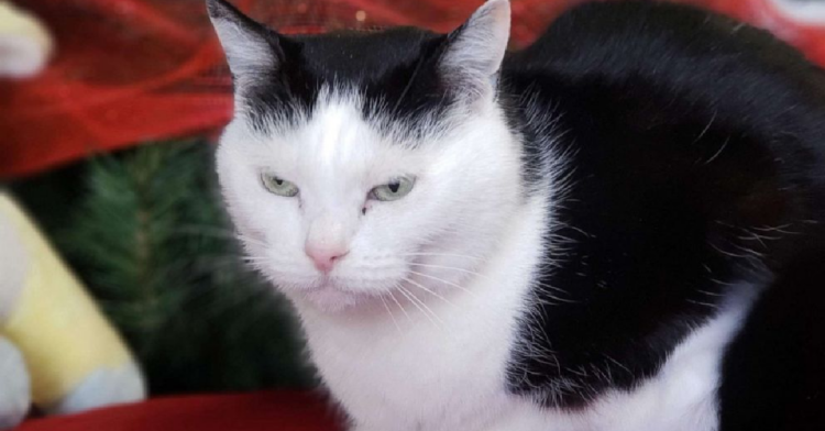 Facebook | Mitchell County Animal Rescue