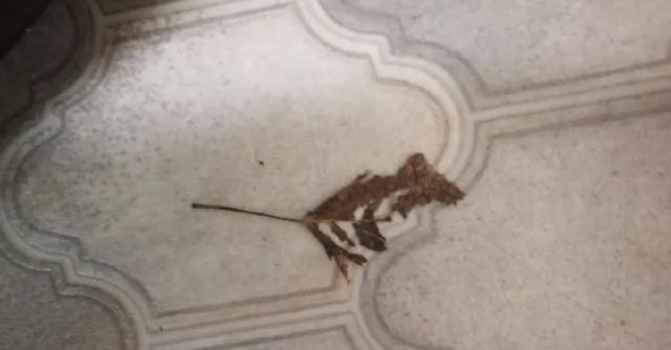 Reddit | Vulganar