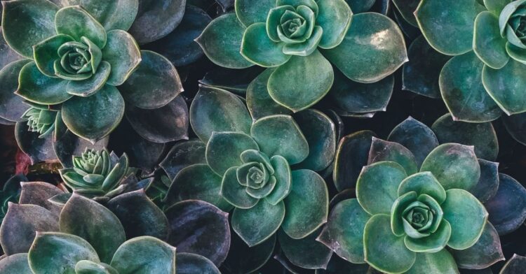 Unsplash