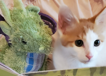 Facebook | Adventures of Ponyo and Dragon