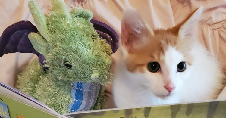 Facebook | Adventures of Ponyo and Dragon