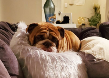 Instagram | @popthebulldog