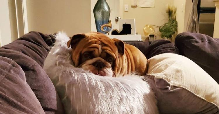 Instagram | @popthebulldog