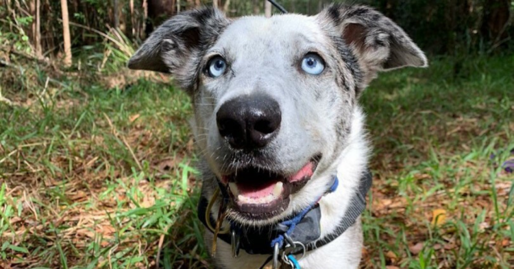 Instagram | @bearthekoaladog