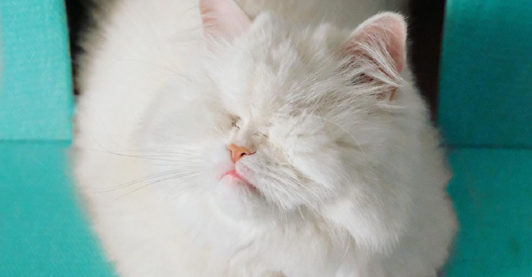 Instagram | @moetblindcat