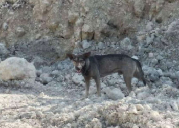 Facebook | Hope for Strays