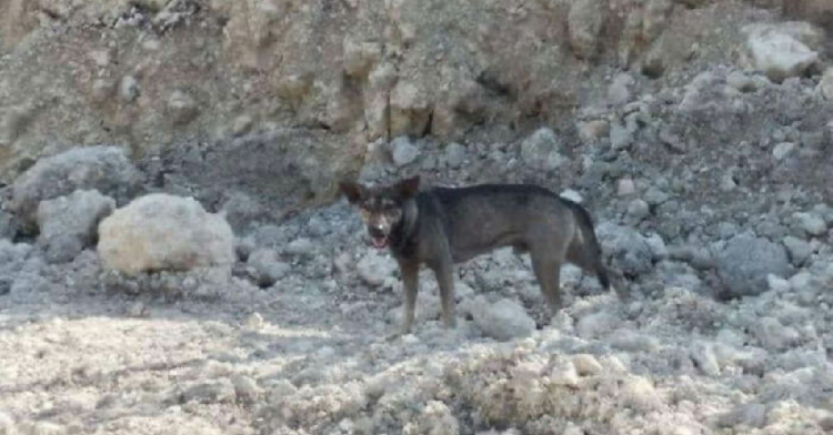 Facebook | Hope for Strays