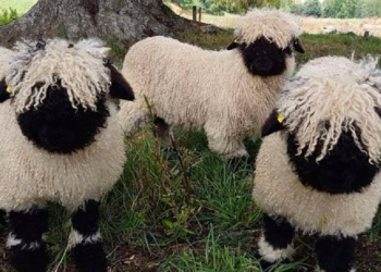 Facebook | Valais Blacknose New Zealand