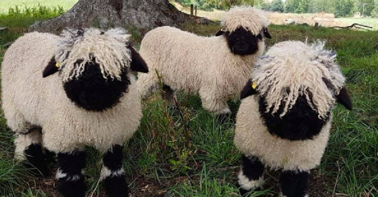 Facebook | Valais Blacknose New Zealand