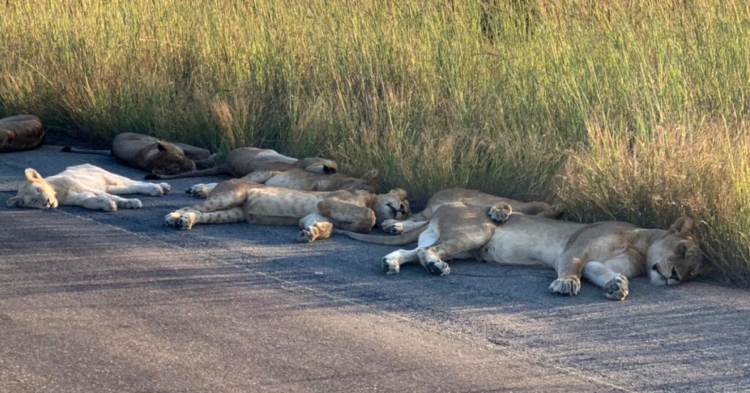 Richard Sowry via Twitter | @SANParksKNP