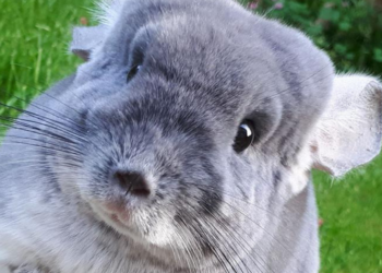 Facebook | Cameron's Chinchillas