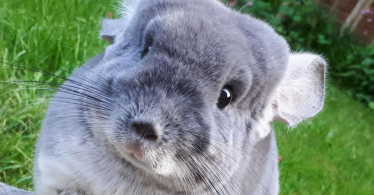 Facebook | Cameron's Chinchillas
