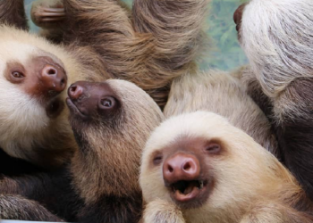Instagram | @sloth.sanctuary.costa.rica