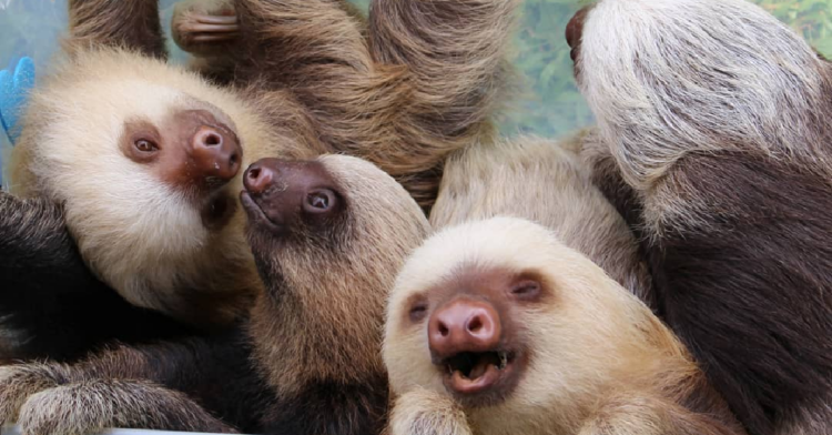 Instagram | @sloth.sanctuary.costa.rica