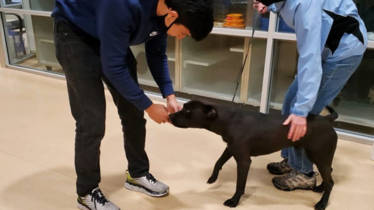 El Dorado County Animal Services