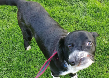Facebook | Safe rescue dogs needing homes