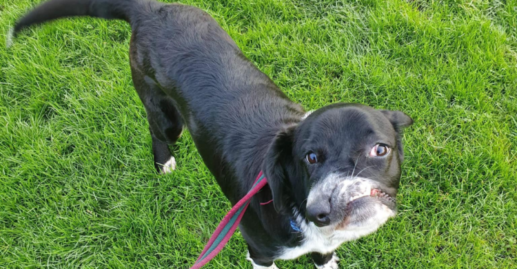 Facebook | Safe rescue dogs needing homes