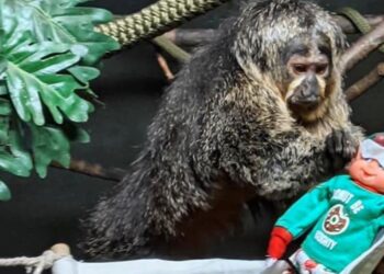 Facebook | The Toronto Zoo