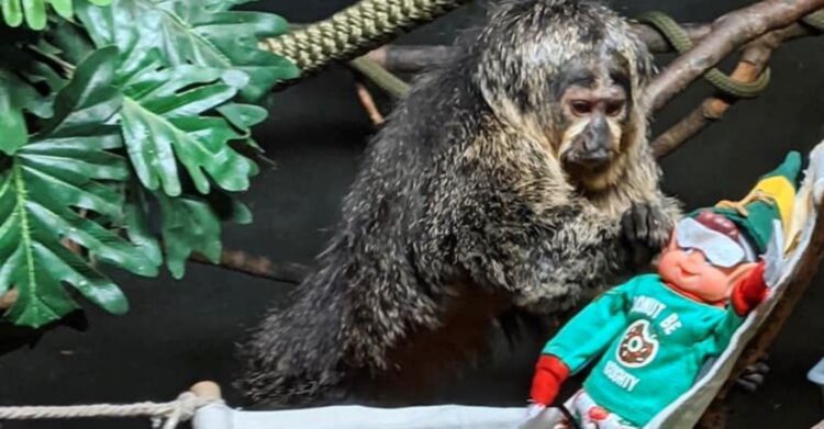 Facebook | The Toronto Zoo