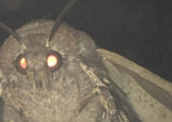 Reddit | No_Reason27