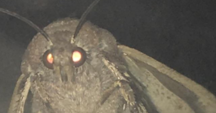 Reddit | No_Reason27