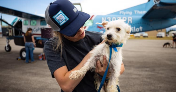 Facebook | Dog Is My CoPilot