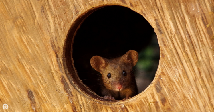 Facebook | George the Mouse in a log pile house