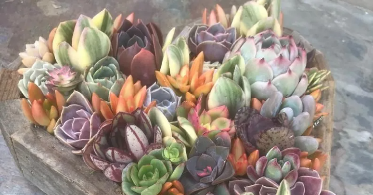 Etsy | QueenofSucculents