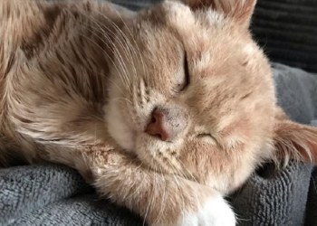 Instagram | @minature_munchie