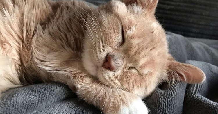 Instagram | @minature_munchie