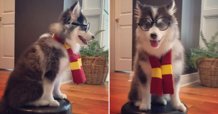 Instagram | @potterthepomsky