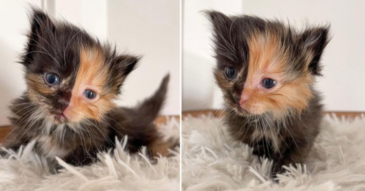 Instagram | @kittenitwithkiki
