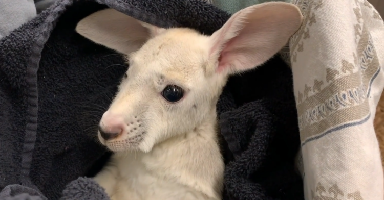 Facebook | Animal Adventure Park